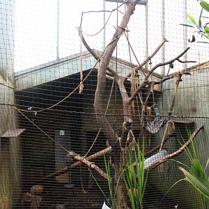 Aalborg Zoo - Payamino House (Spider monkey)