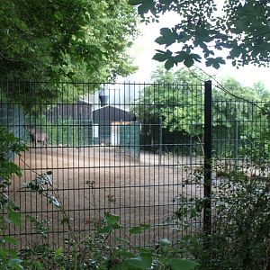 Aalborg Zoo - Tapir/vicugna exhibit
