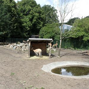Aalborg Zoo - Tapir/vicugna exhibit