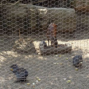 mexican agutis and mexican red brocket deer chapultepec zoo