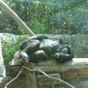 female chimpanzee chapultepec zoo