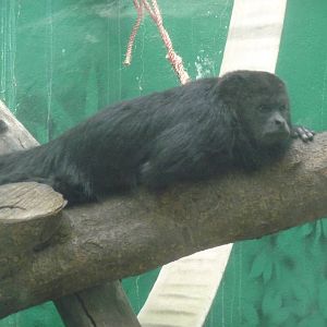 mexican black howler monkey chapultepec zoo
