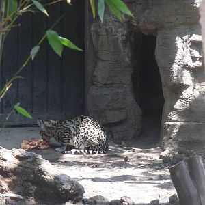 hungry ocelot chapultepec zoo