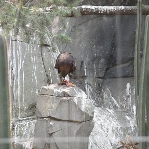 hungry golden eagle chapultepec zoo