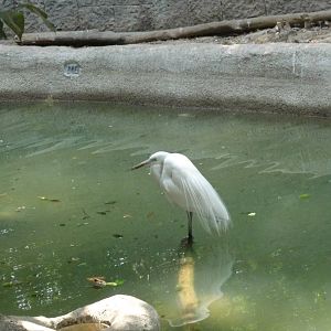 egret chapultepec zoo