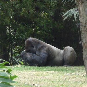 Bantu male gorilla eats discretely Chapultepec Zoo