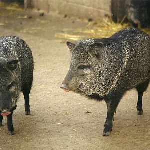 Collared Peccaries 29th December 1998