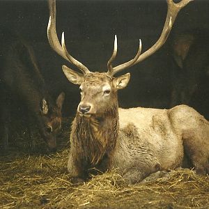 Wapiti stag 29th December 1998