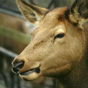 Wapiti hind 29th December 1998