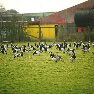 Baranacle Geese 29th December 1998