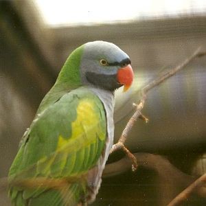 Derbyan Parakeet 29th December 1998