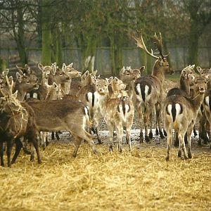 Fallow Deer and Mr Smith 29th December 1998