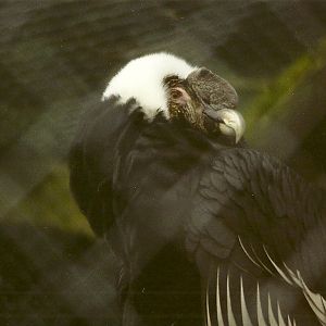 Andean Condor 29th December 1998