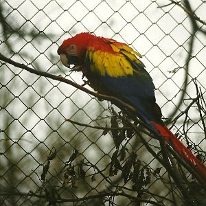 Scarlet Macaw 29th December 1998