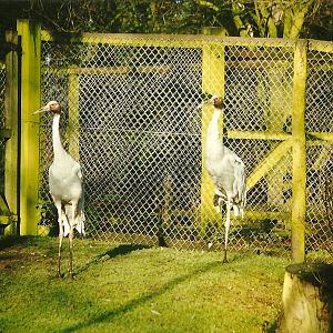 Sarus Cranes 16th January 1999