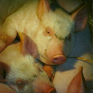 Domestic Piglets 16th January 1999
