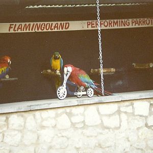 Parrot Show 16th January 1999