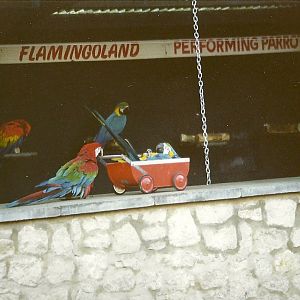 Parrot Show 16th January 1999