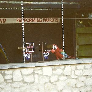 Parrot Show 16th January 1999