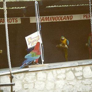 Parrot Show 16th January 1999