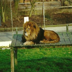 Carlon 6th February 1999