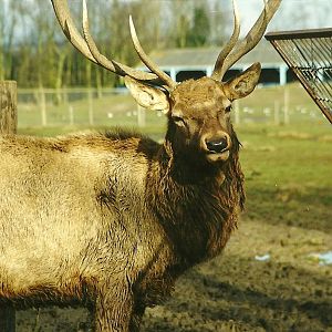 Wapiti stag 6th February 1999