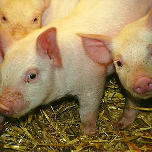 Domestic Piglets 6th February 1999