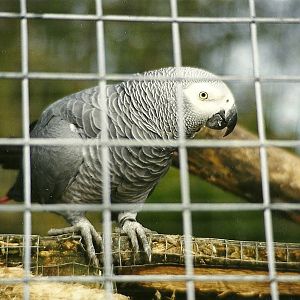 African Grey Parrot 6th February 1999