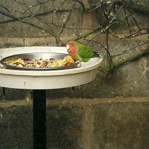 Peach-faced Lovebird 6th February 1999