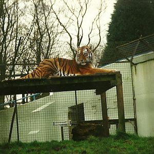 Siberian Tiger 6th February 1999