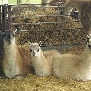 Guanacos 6th February 1999