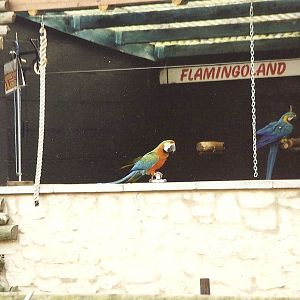 Parrot Show 6th February 1999