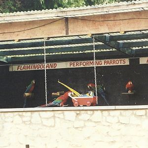 Parrot Show 6th February 1999