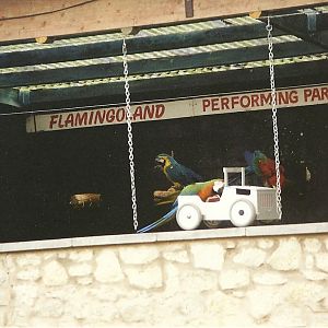 Parrot Show 6th February 1999