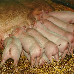 Domestic Piglets and part of their mother 6th February 1999