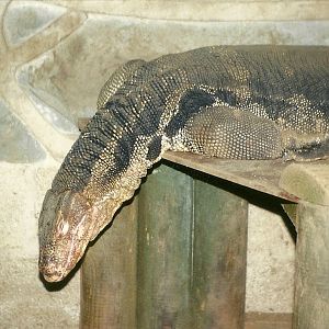 Monty 20th February 1999