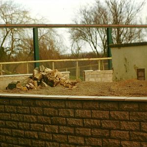 Meerkat exhibit under construction 20th February 1999