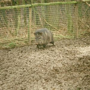 A bit of a quagmire 20th February 1999