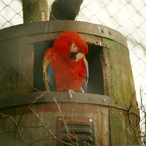 Scarlet Macaw 20th February 1999