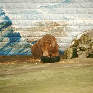 Mandy fresh from her digging pit 20th February 1999