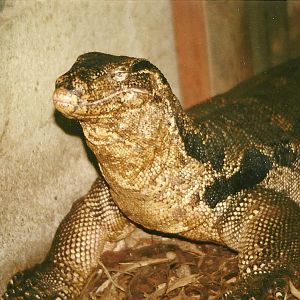 Monty 6th March 1999