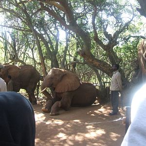 Hartbeespoortdam Elephant Sanctuary