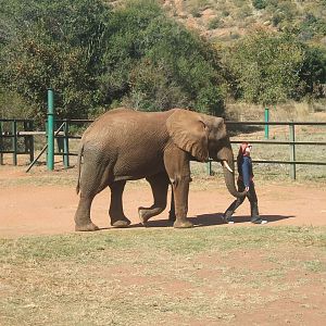 Hartbeespoortdam Elephant Sanctuary