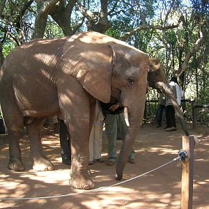 Hartbeespoortdam Elephant Sanctuary