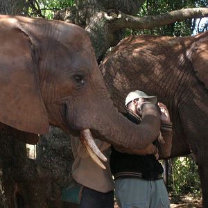 Hartbeespoortdam Elephant Sanctuary