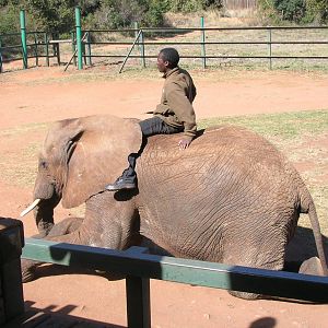 Hartbeespoortdam Elephant Sanctuary
