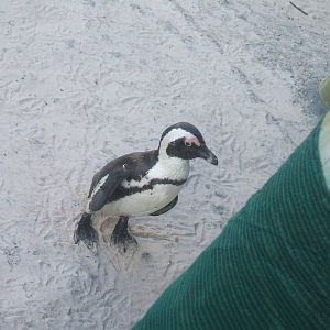 Boulders Beach - African penguin