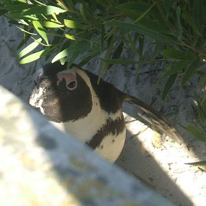 Boulders Beach - African penguin