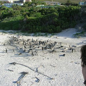 Boulders Beach - African penguin