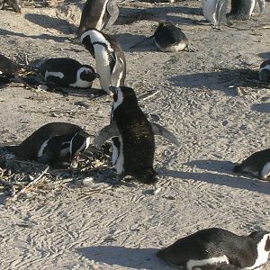 Boulders Beach - African penguin